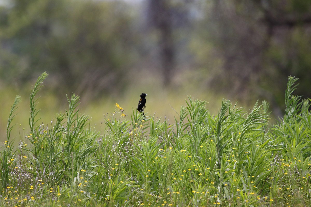 Obispo Culigualdo - ML646577012