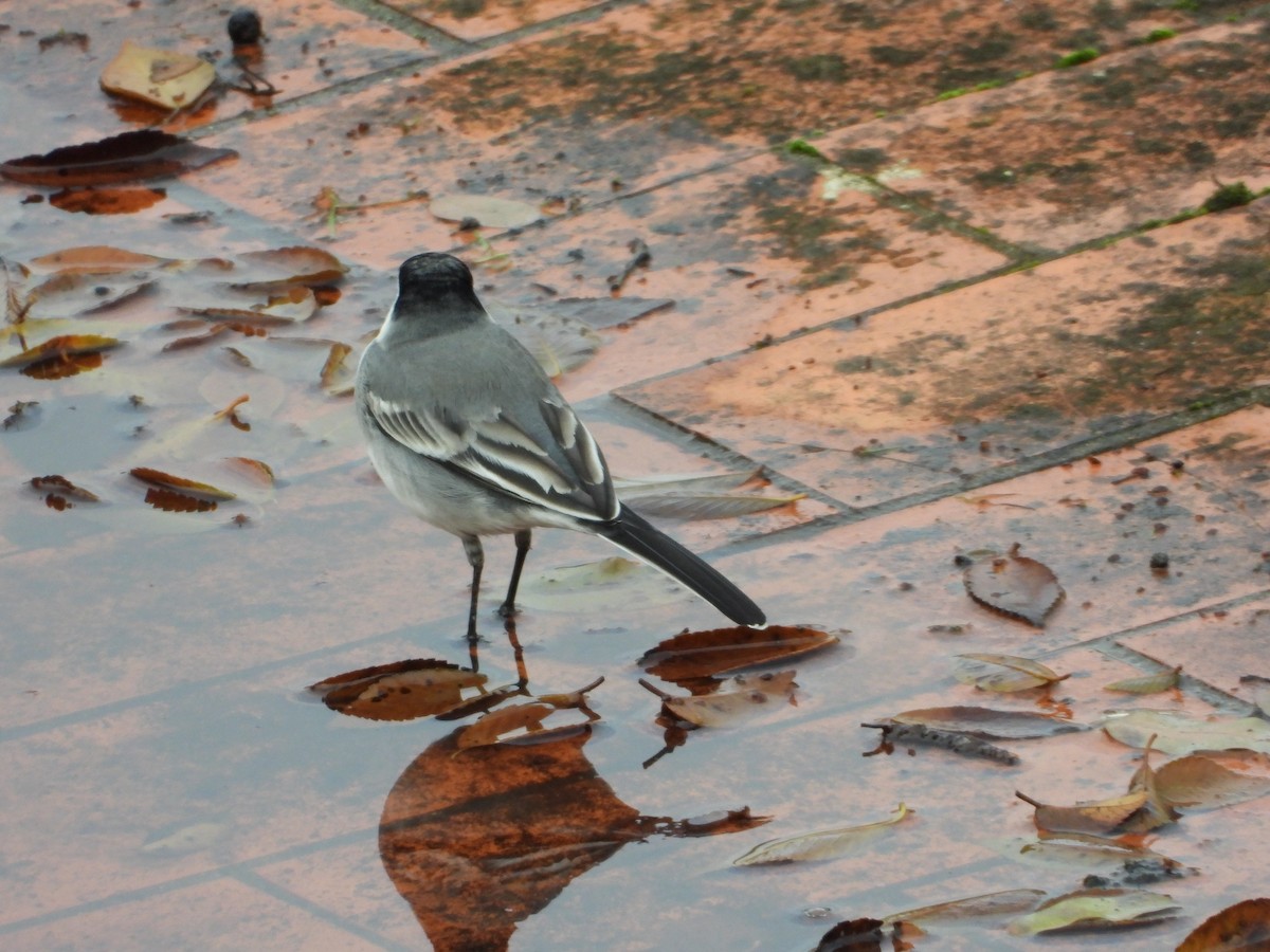 Lavandera Blanca - ML646577017