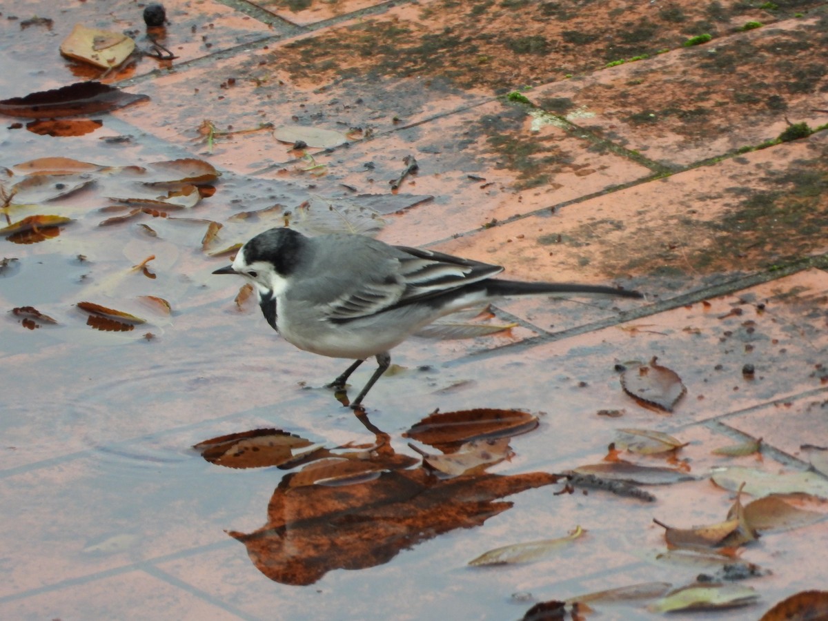 Lavandera Blanca - ML646577018