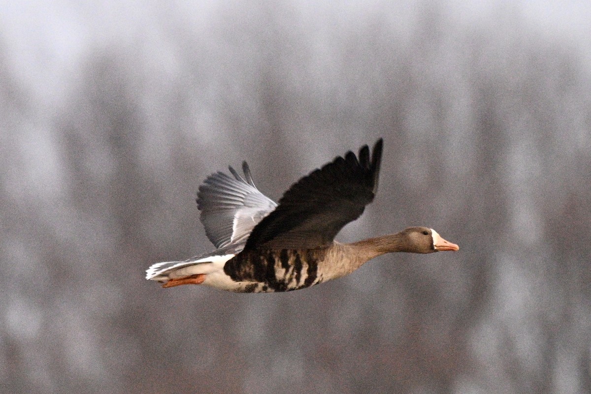 Oie rieuse - ML646577021