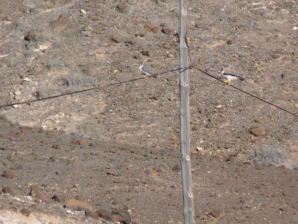 Halcón Peregrino - ML646577022