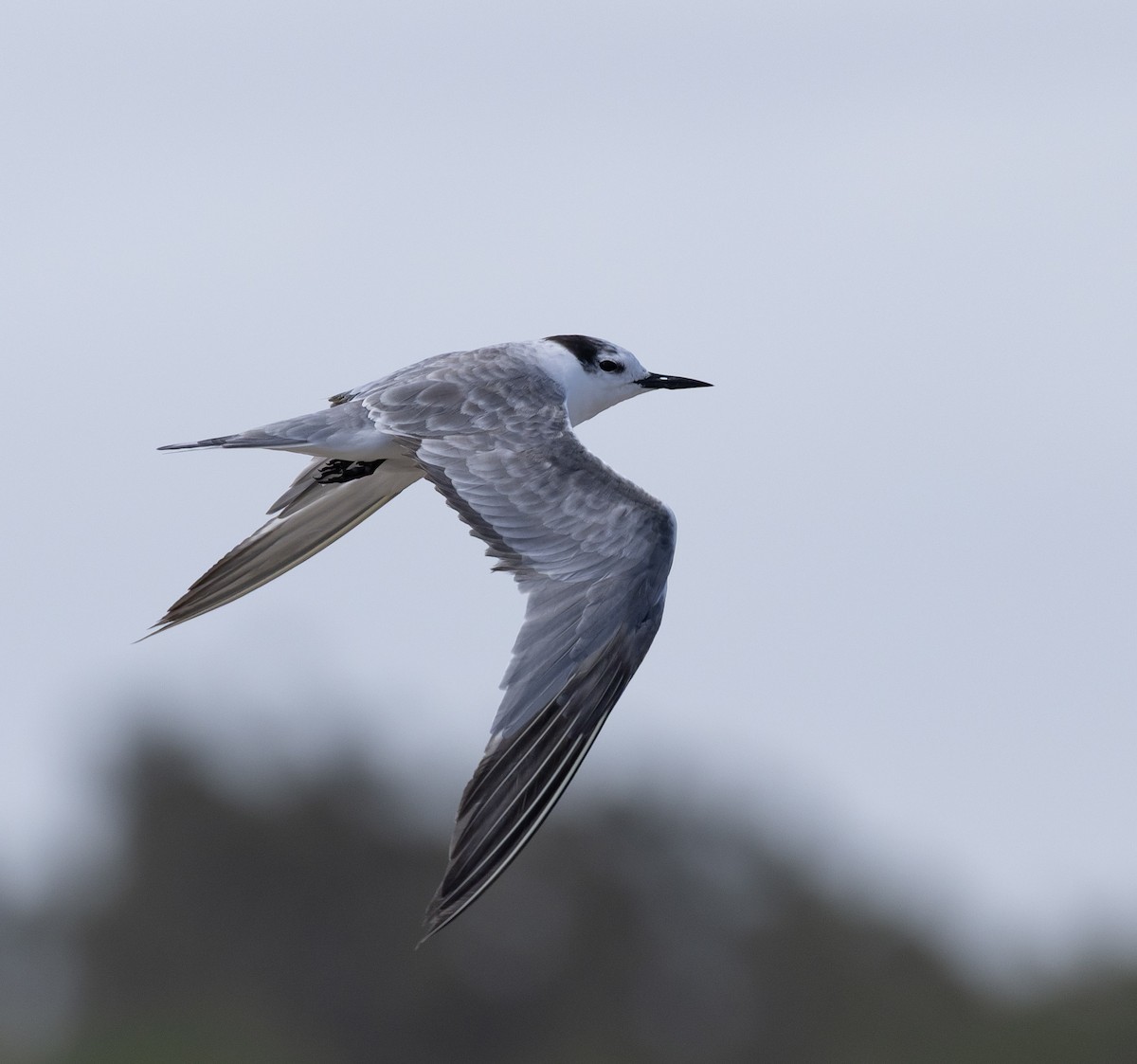 Charrán Aleutiano - ML646577023