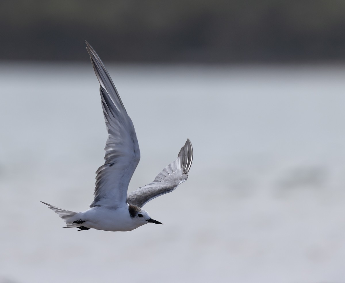 Charrán Aleutiano - ML646577024