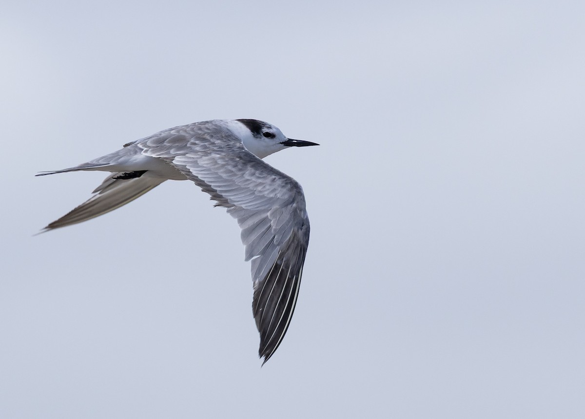 Charrán Aleutiano - ML646577025