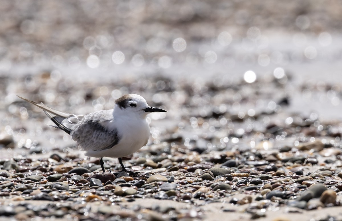 Charrán Aleutiano - ML646577027