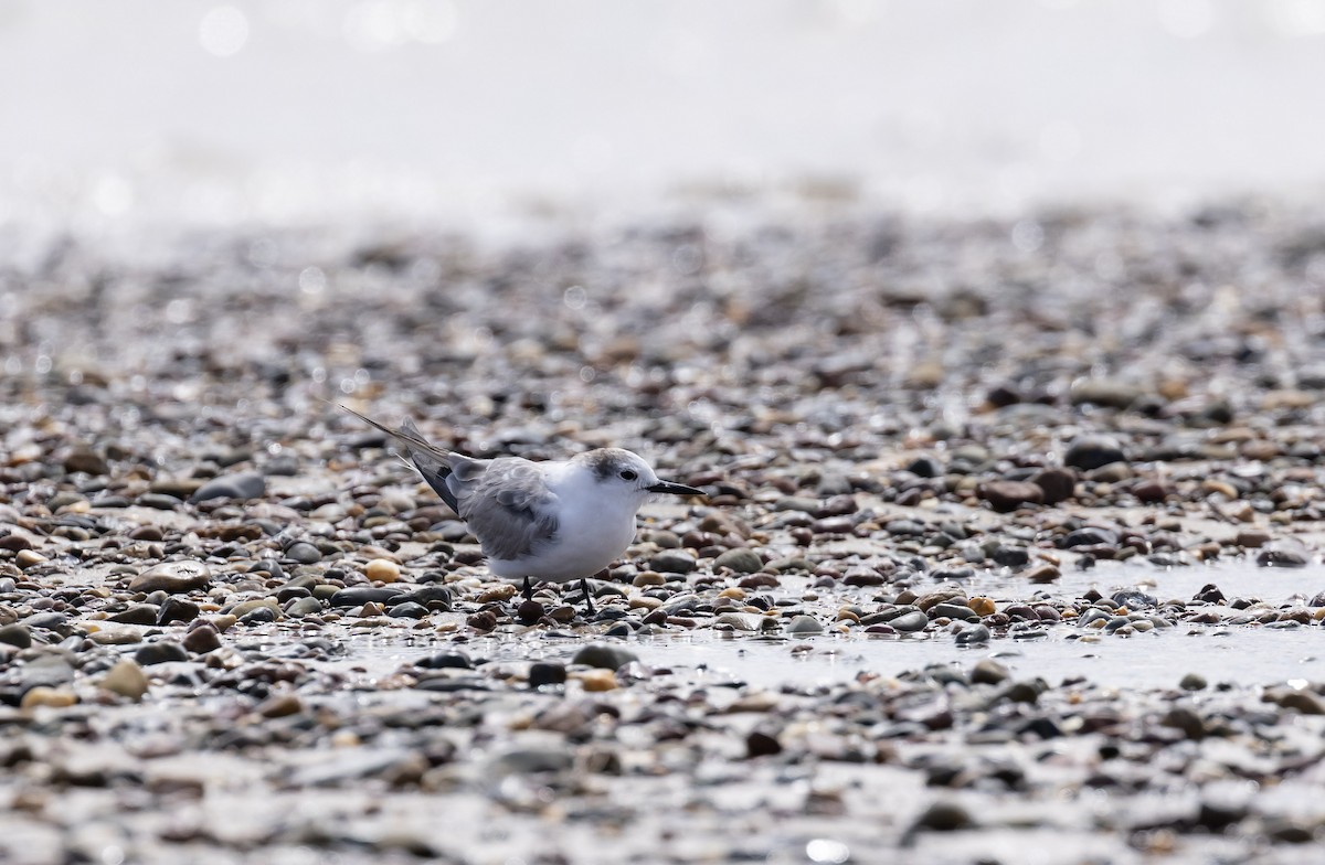 Charrán Aleutiano - ML646577028