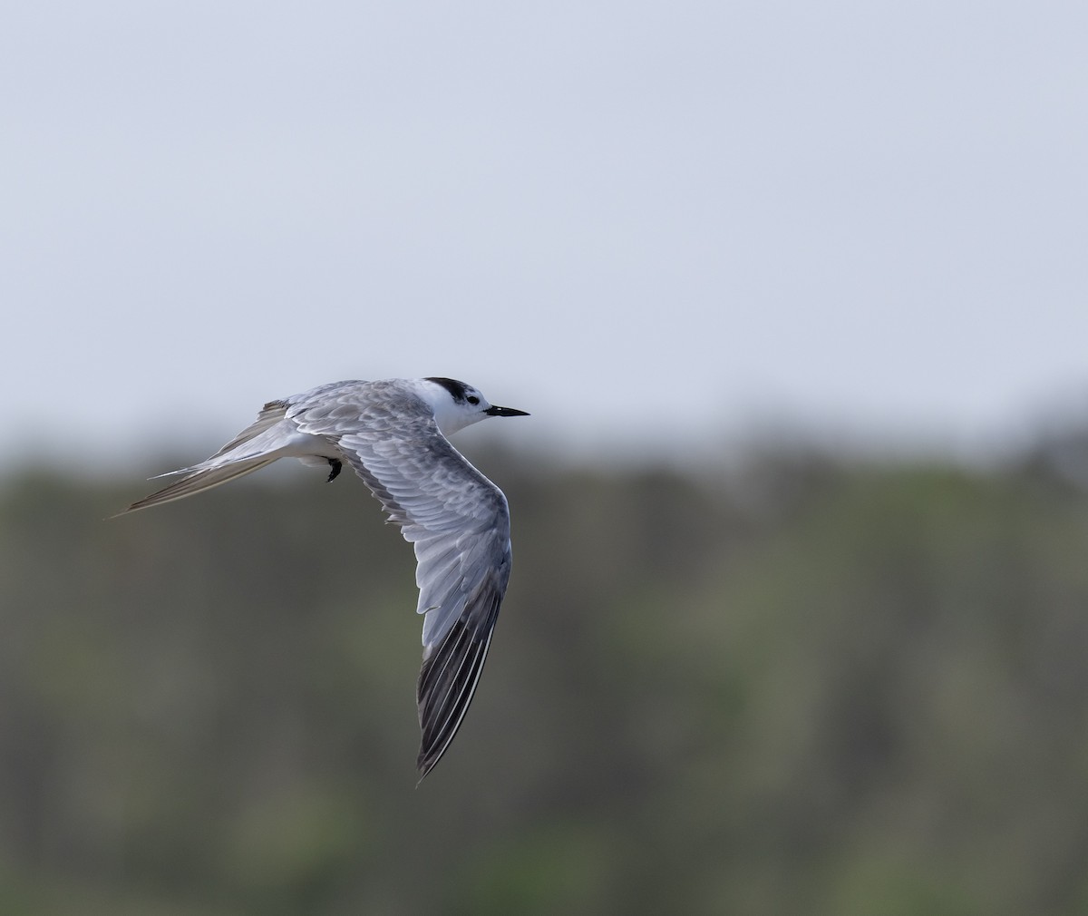 Charrán Aleutiano - ML646577029