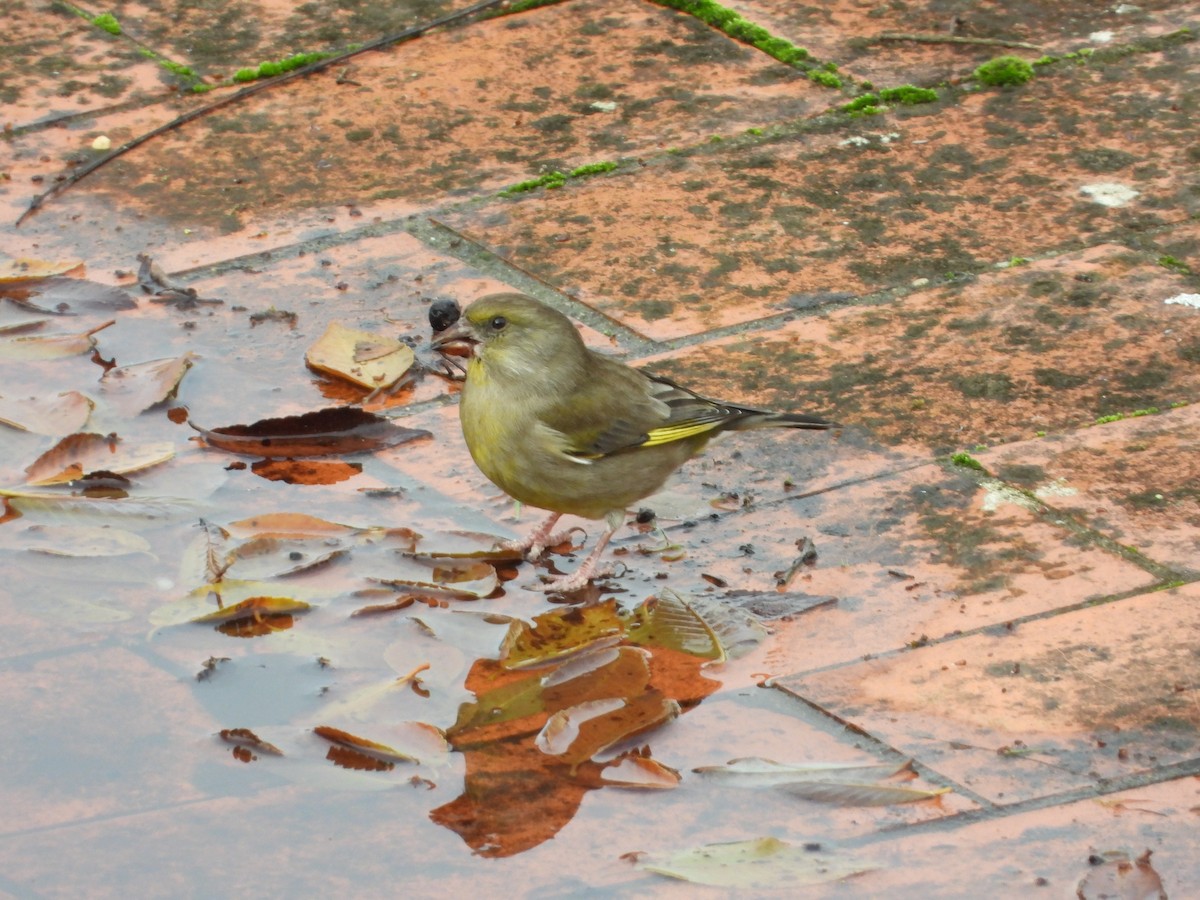 Verderón Común - ML646577030