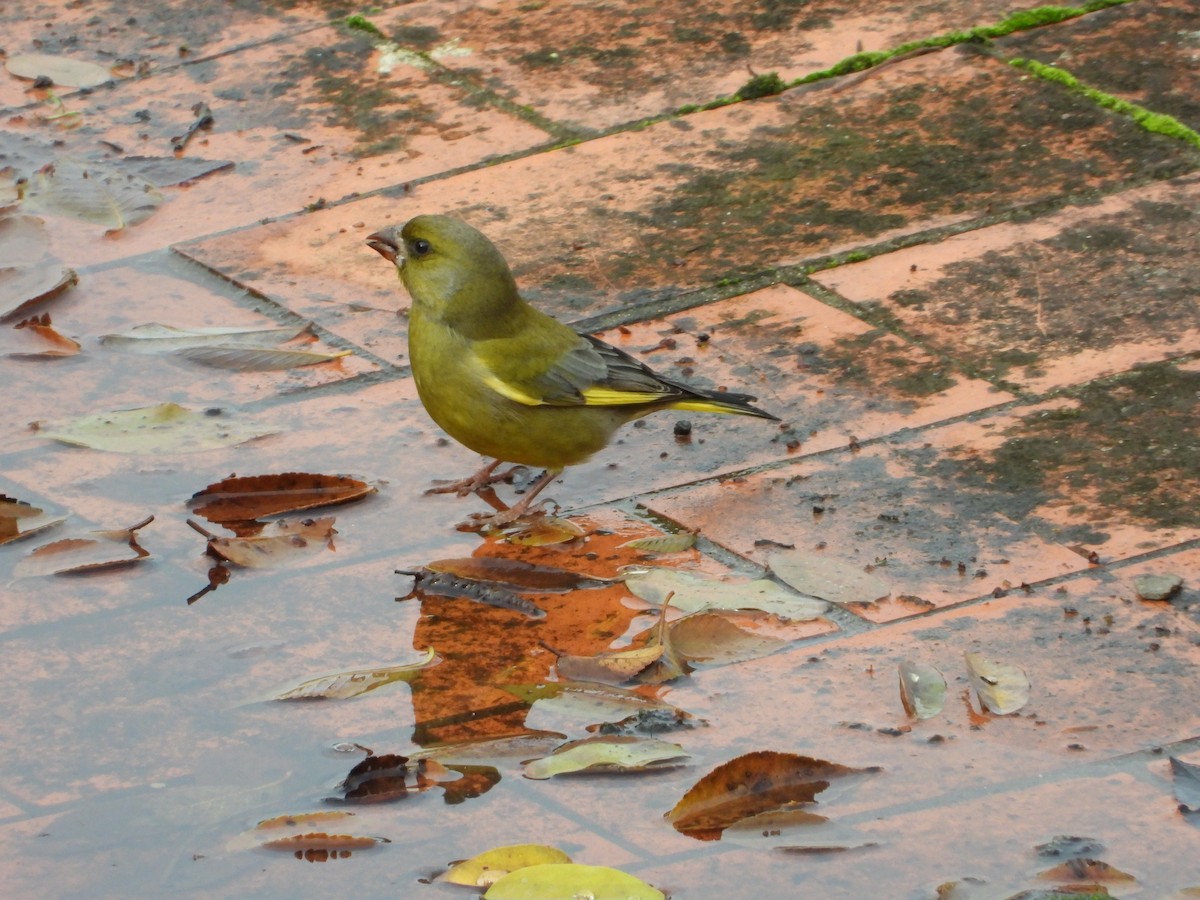 Verderón Común - ML646577031