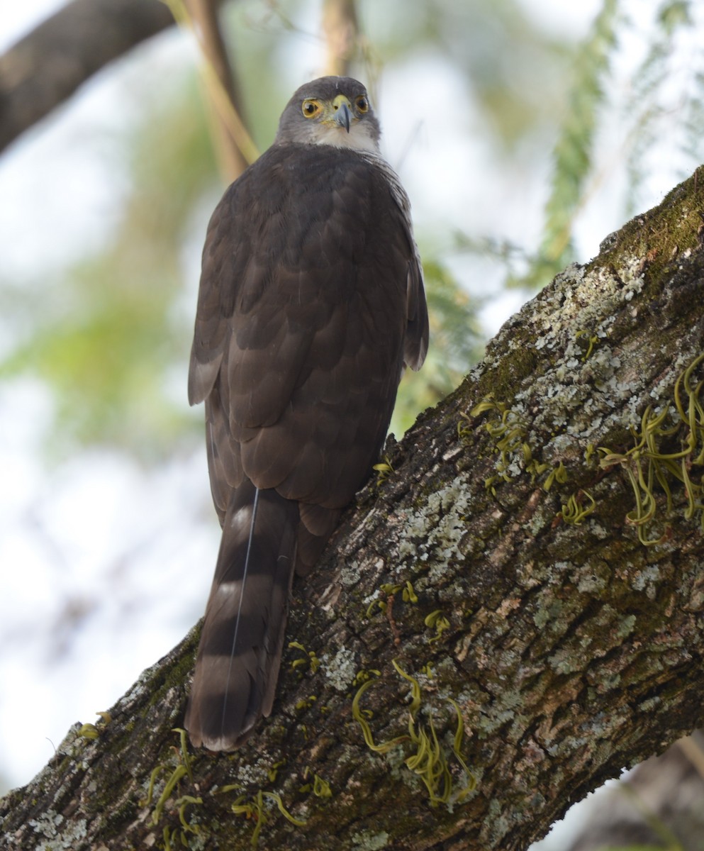 Azor Tachiro - ML646577032