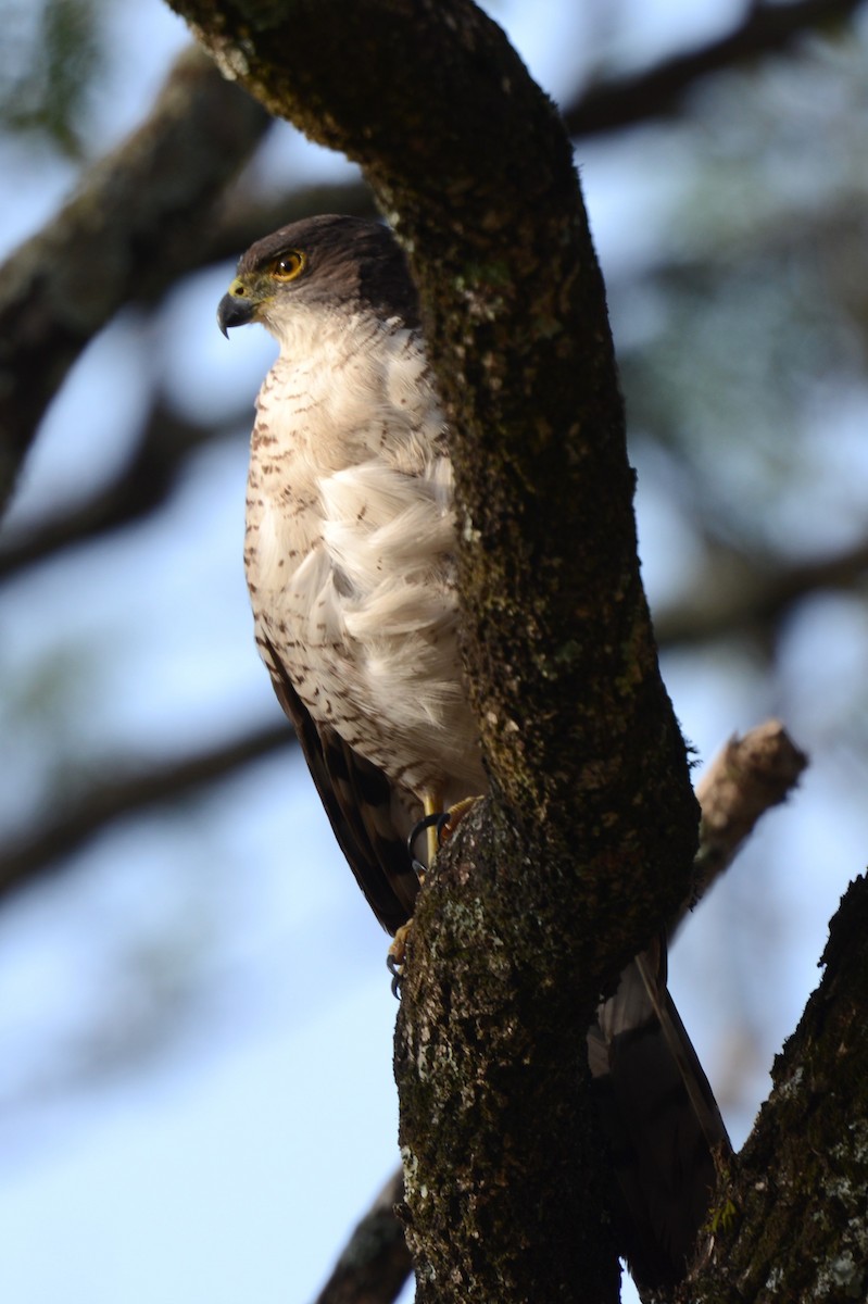 Azor Tachiro - ML646577033