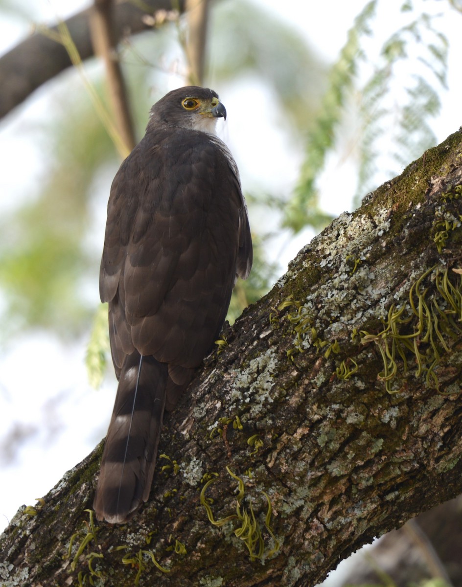 Azor Tachiro - ML646577034