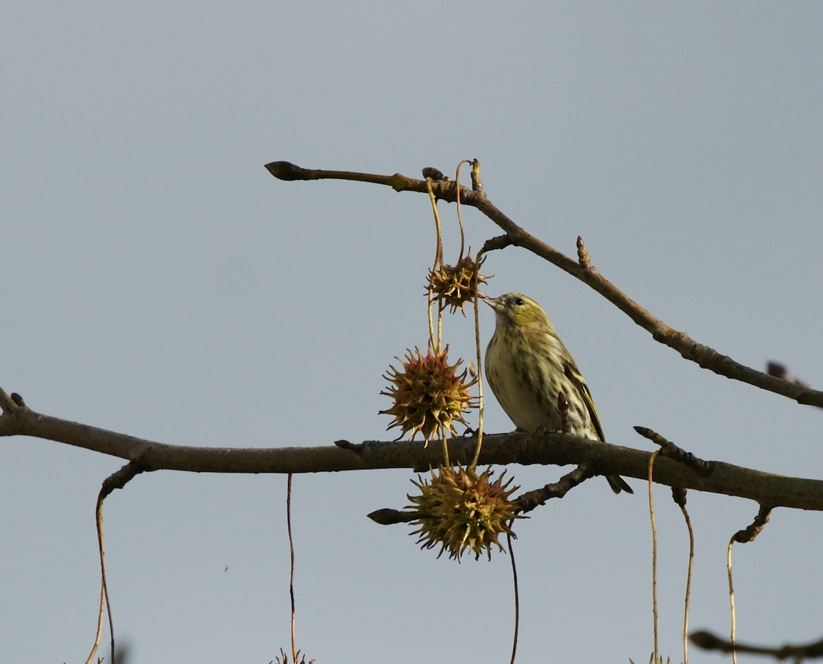 Jilguero Lúgano - ML646577035
