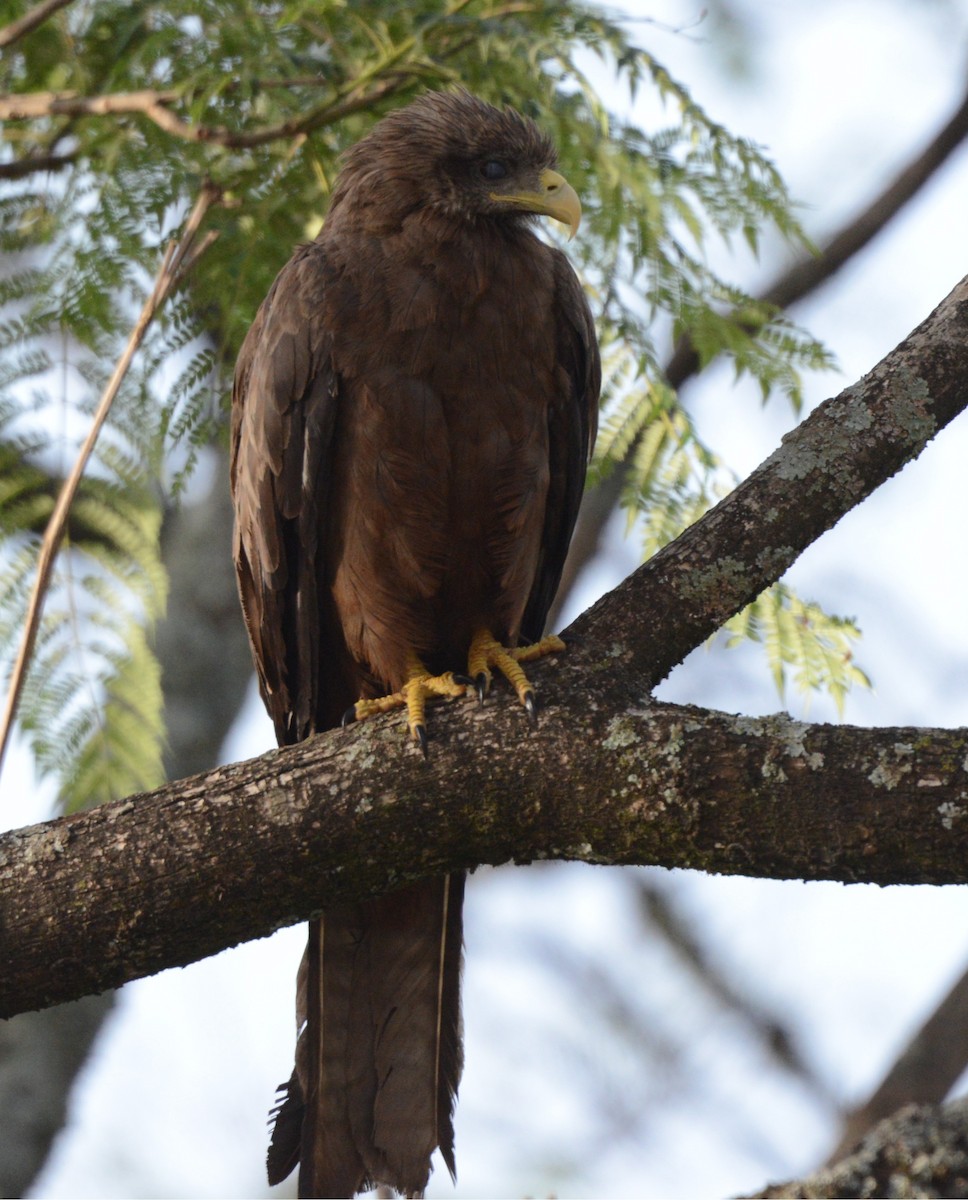 Black Kite - ML646577036