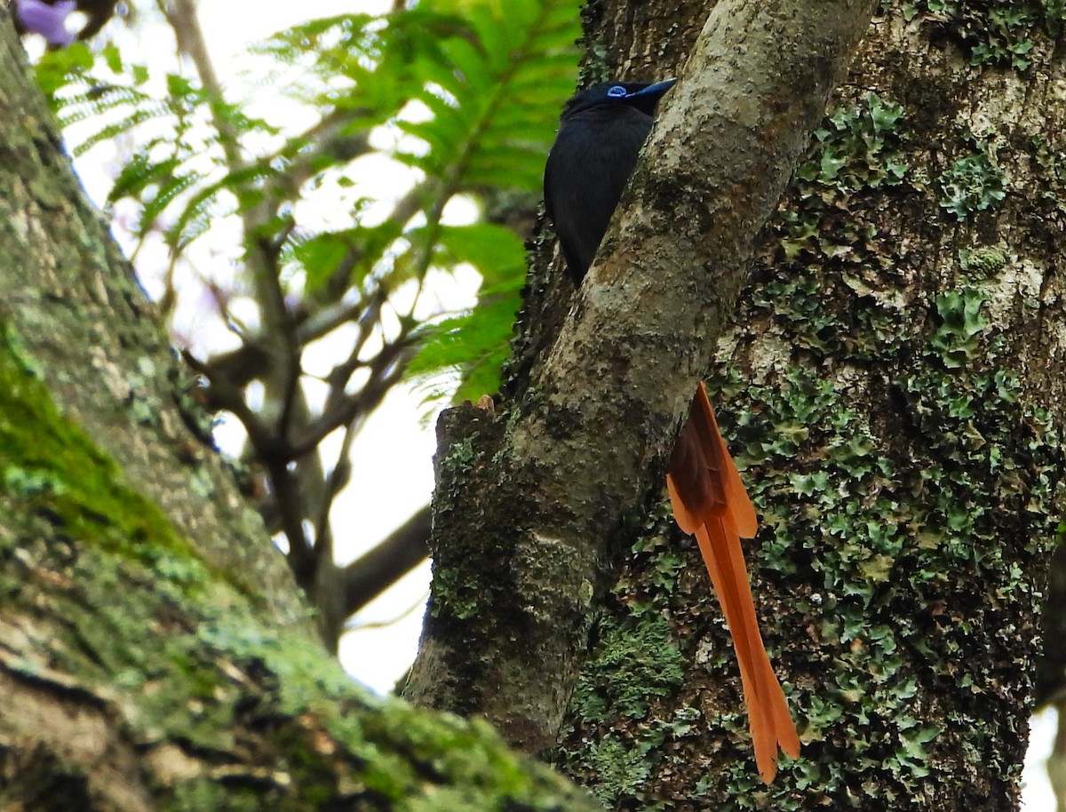 Monarca Africano - ML646577037