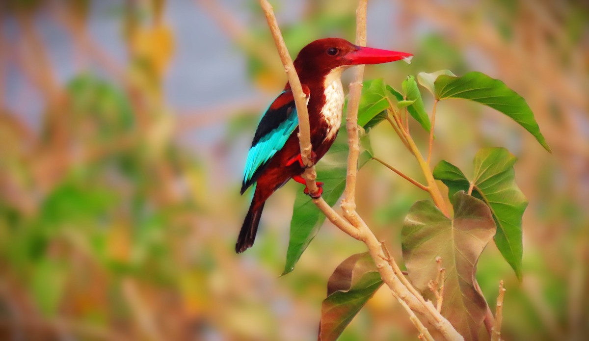 White-throated Kingfisher - ML646577038