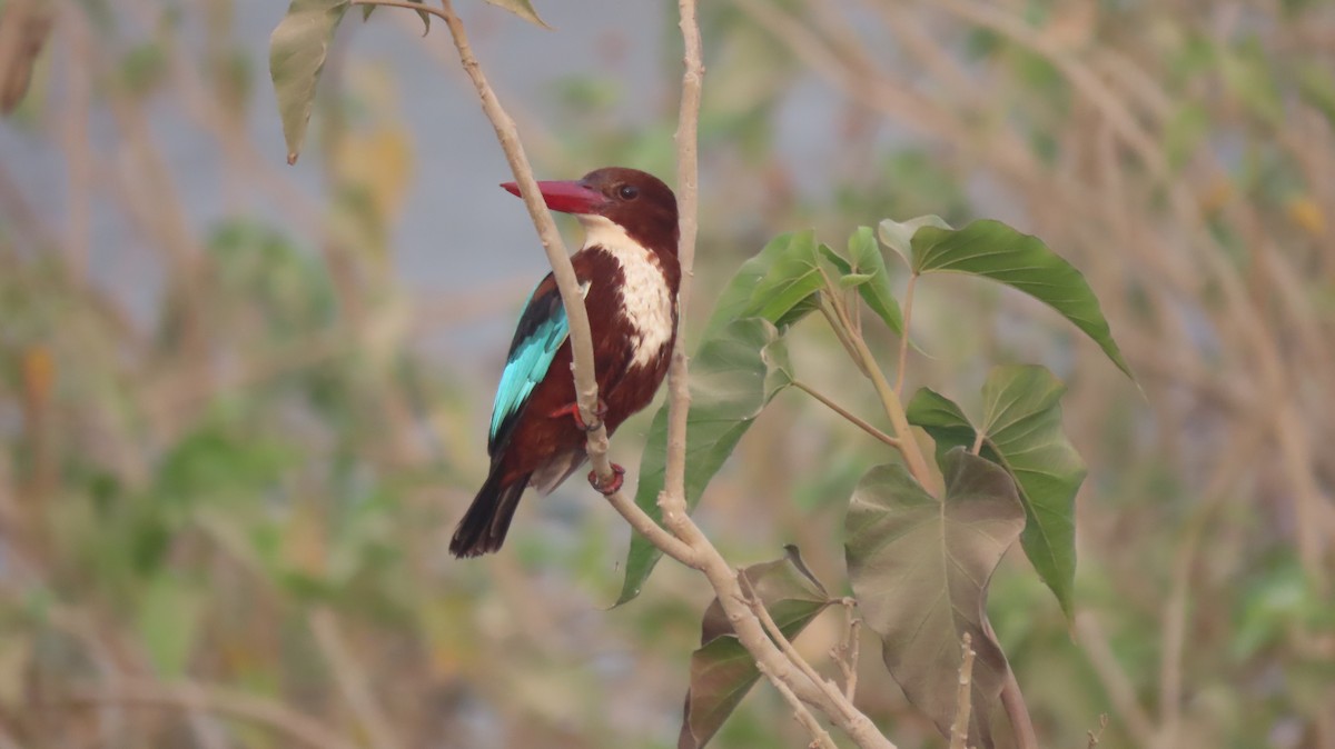 White-throated Kingfisher - ML646577039