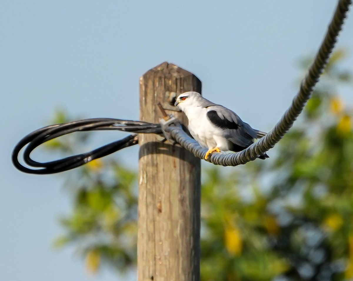 Black-winged Kite - ML646577040