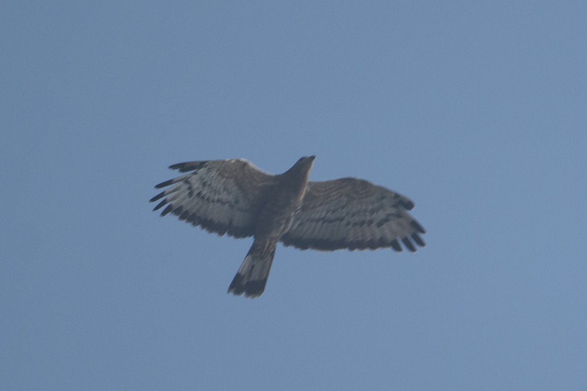 Oriental Honey-buzzard - ML646577041