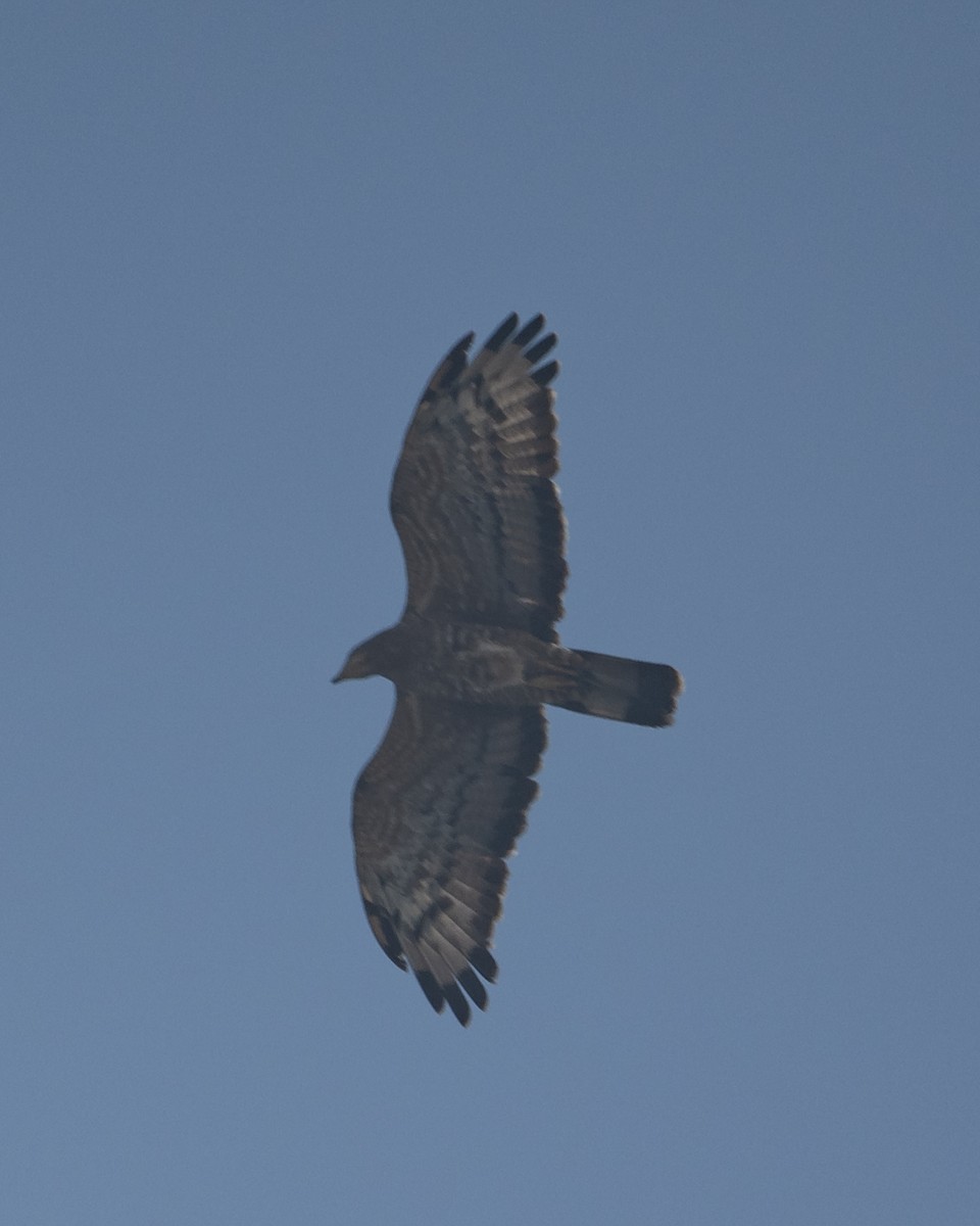 Oriental Honey-buzzard - ML646577042