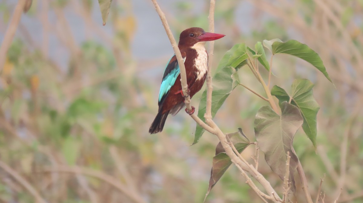 White-throated Kingfisher - ML646577043