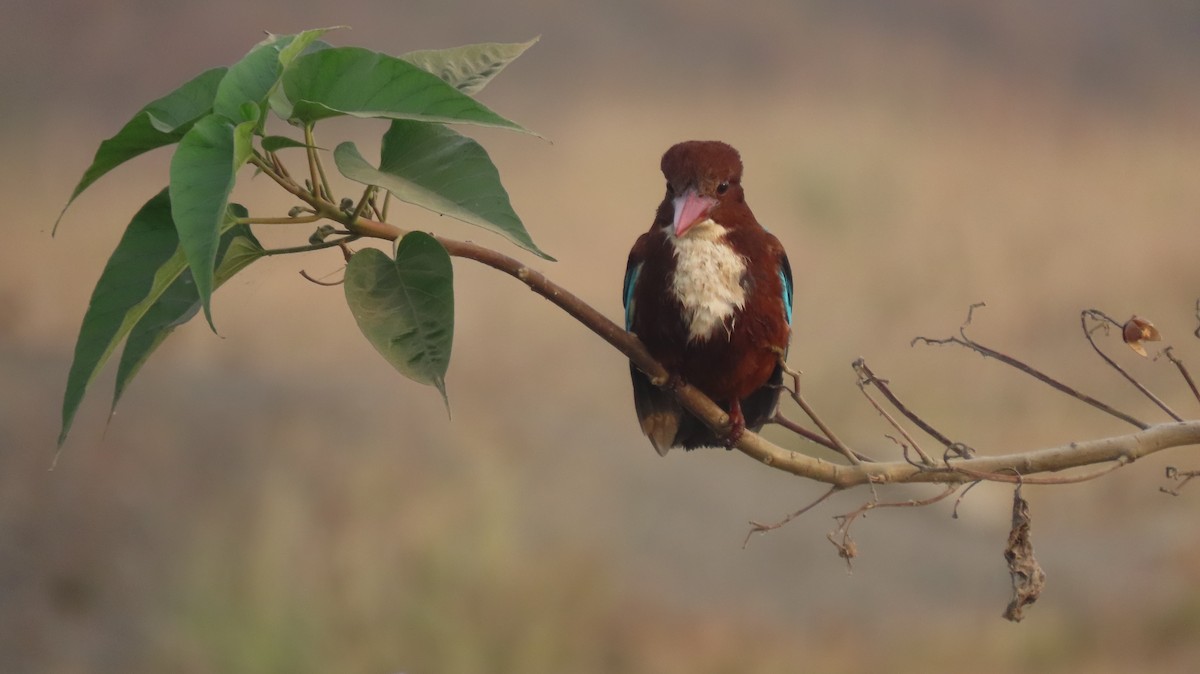 White-throated Kingfisher - ML646577044