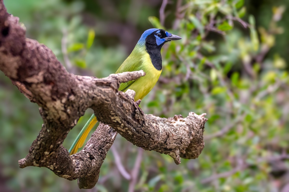 Green Jay - ML646577045
