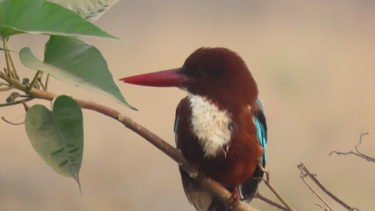 White-throated Kingfisher - ML646577046