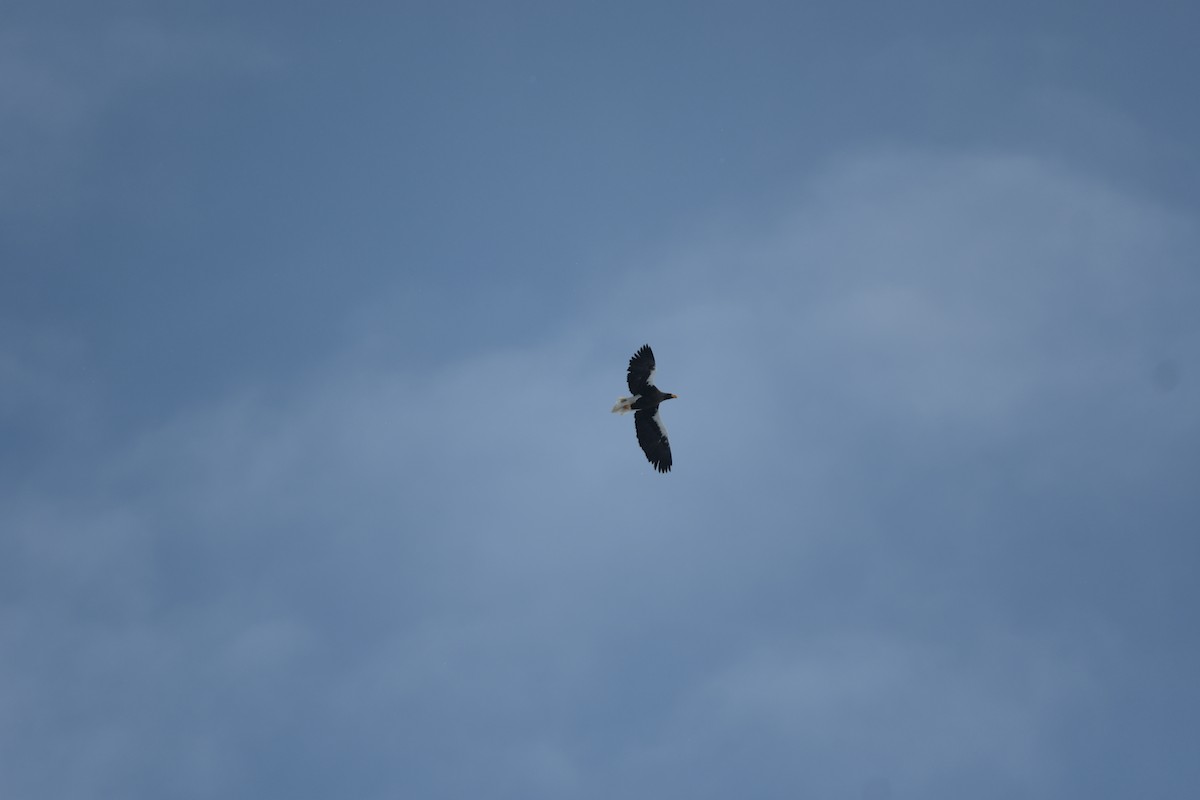 Орлан білоплечий - ML646577047