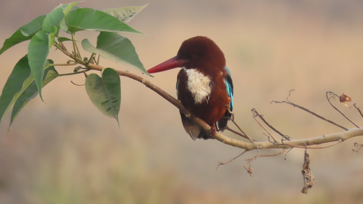 White-throated Kingfisher - ML646577048