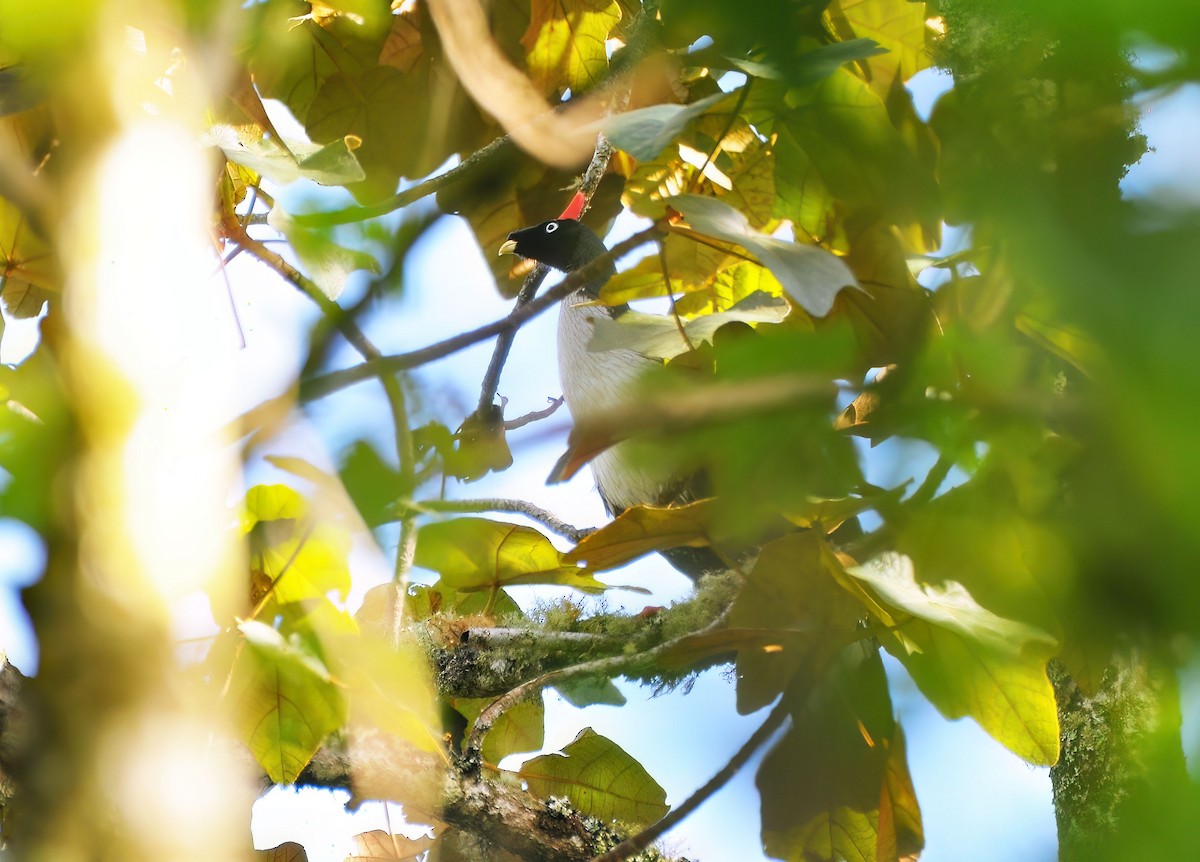 Horned Guan - ML646577050