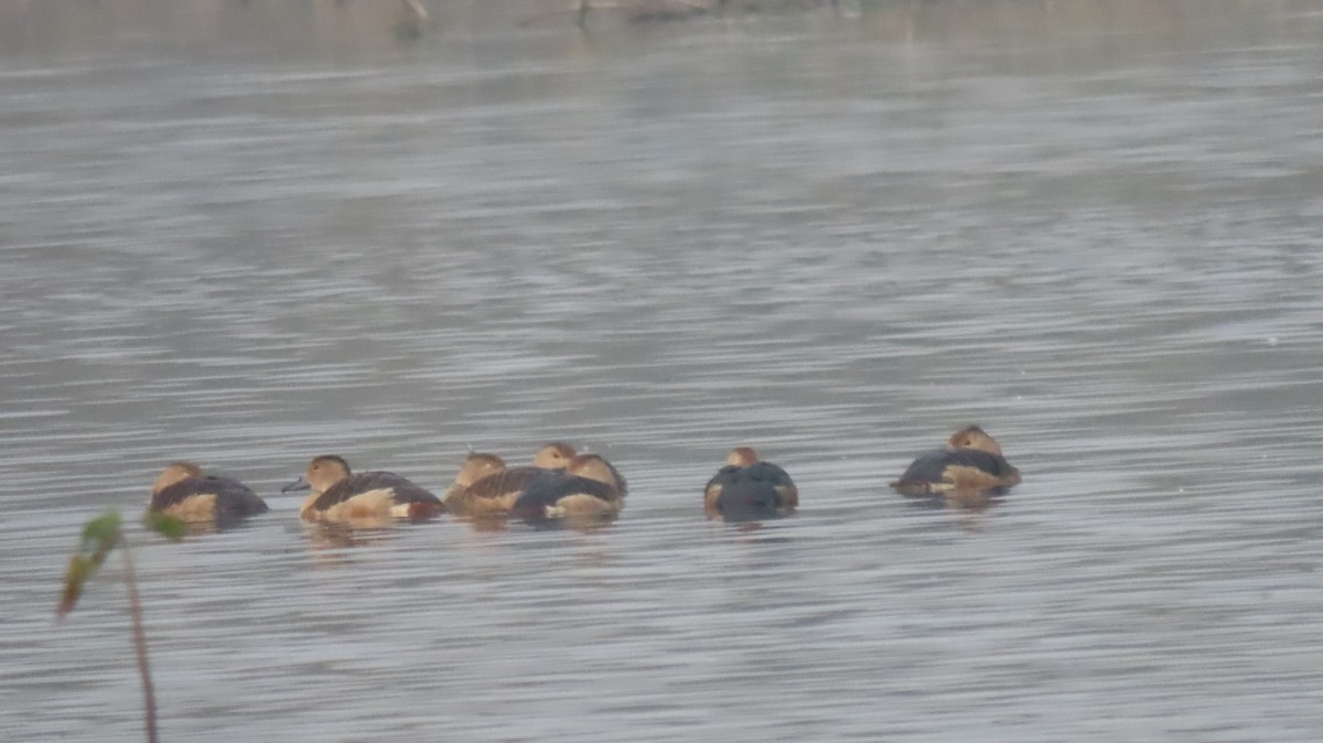 Lesser Whistling-Duck - ML646577051