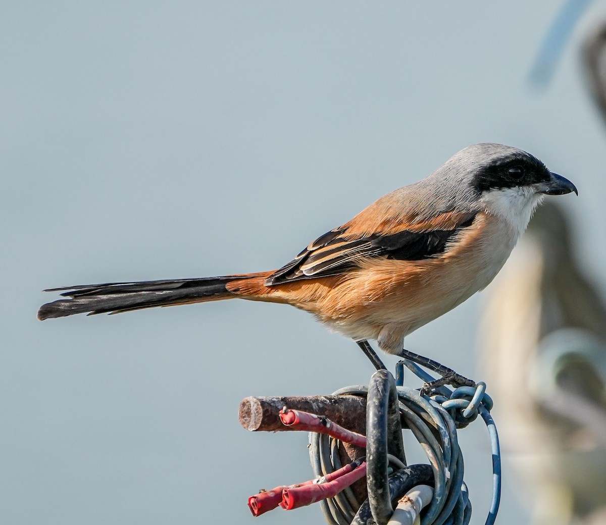 Long-tailed Shrike (schach) - ML646577052
