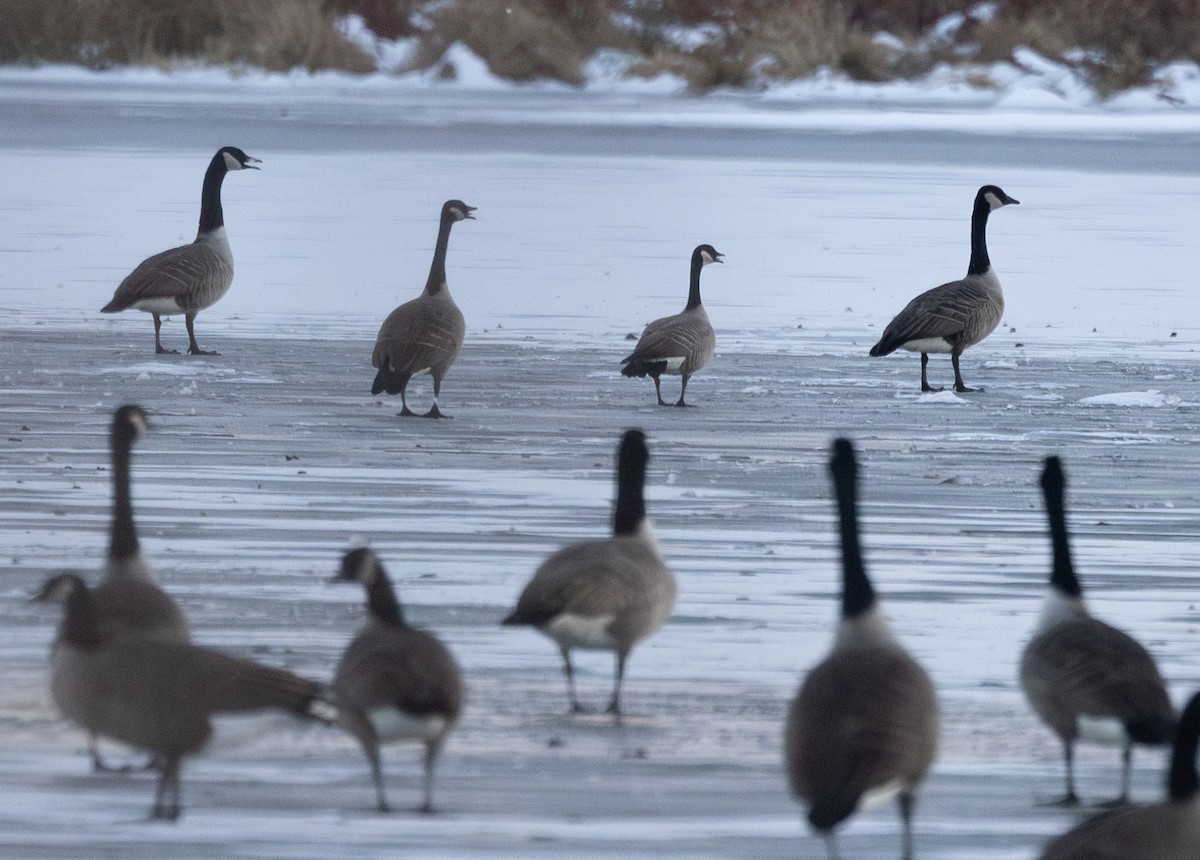 Малая канадская казарка - ML646577053