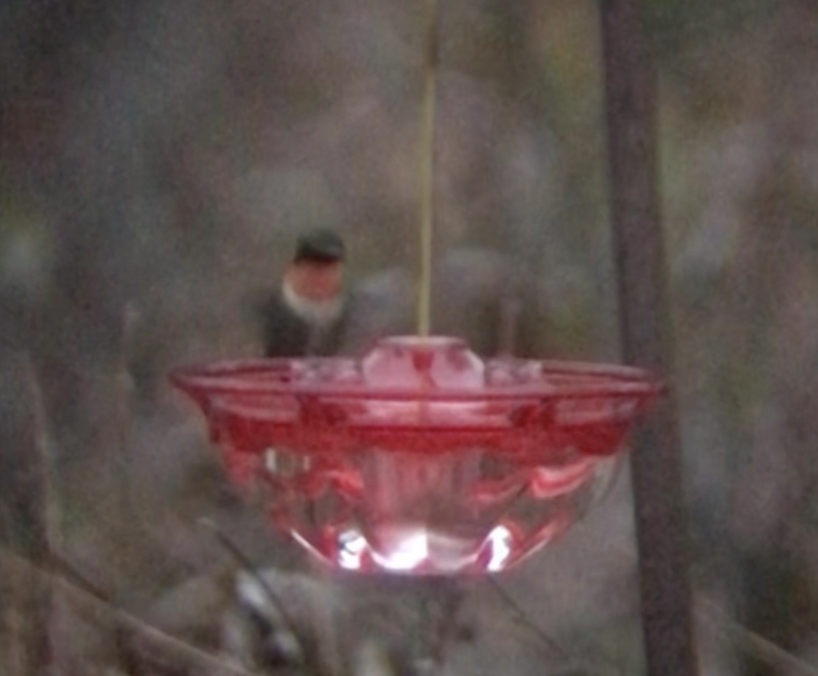 Рубиновогорлый колибри - ML646577058