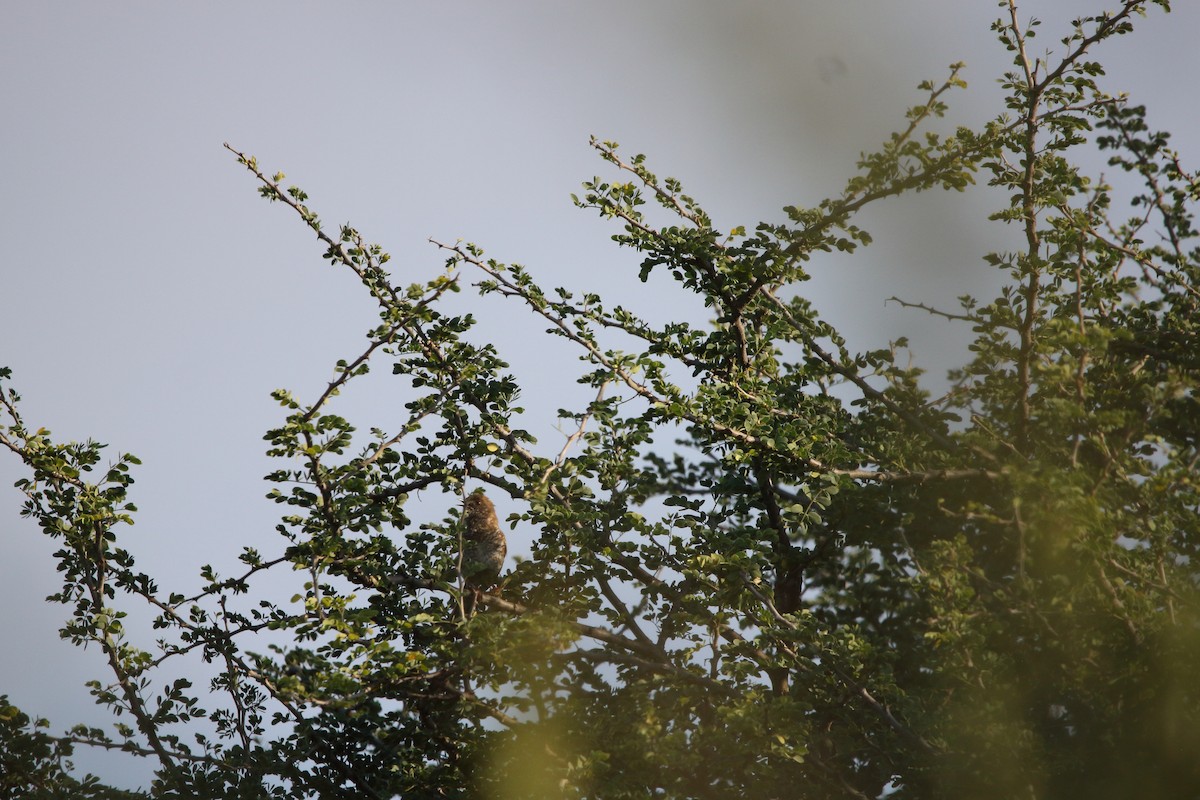 Barred Wren-Warbler - ML646577059