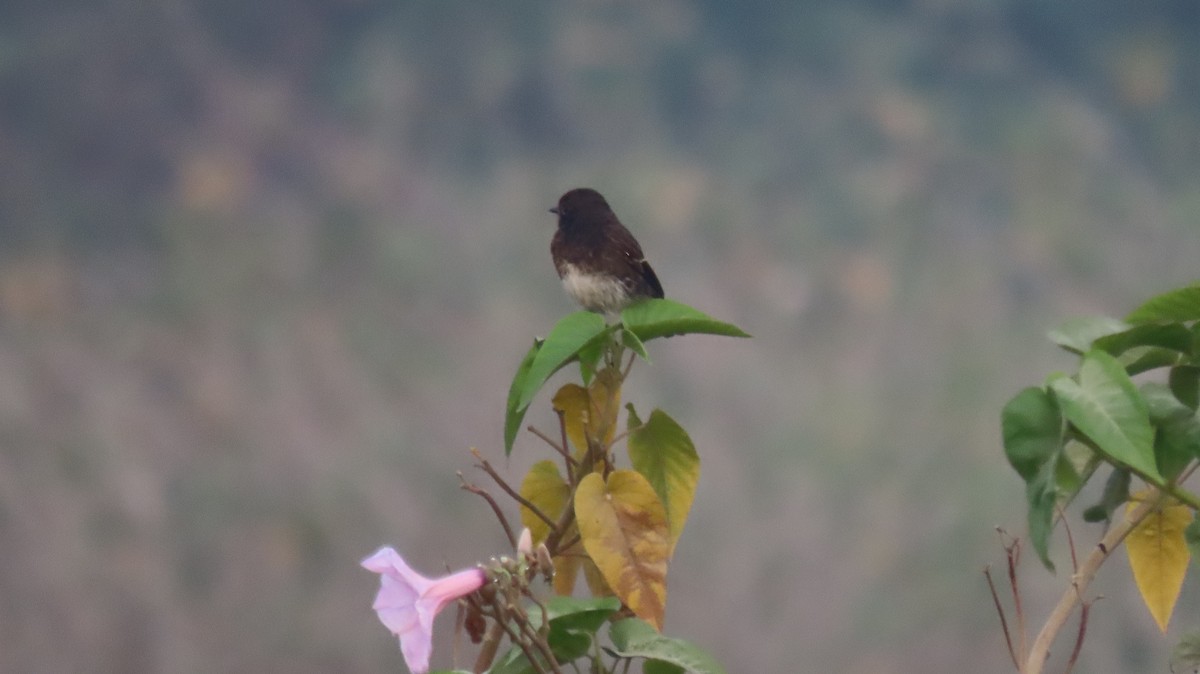 Pied Bushchat - ML646577060