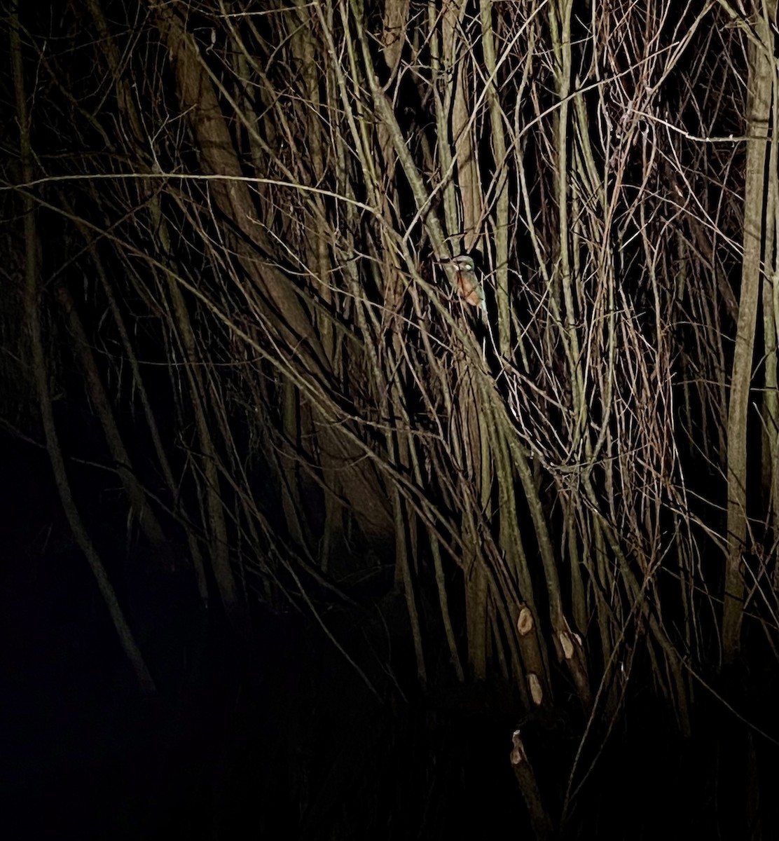 Common Kingfisher - ML646577061