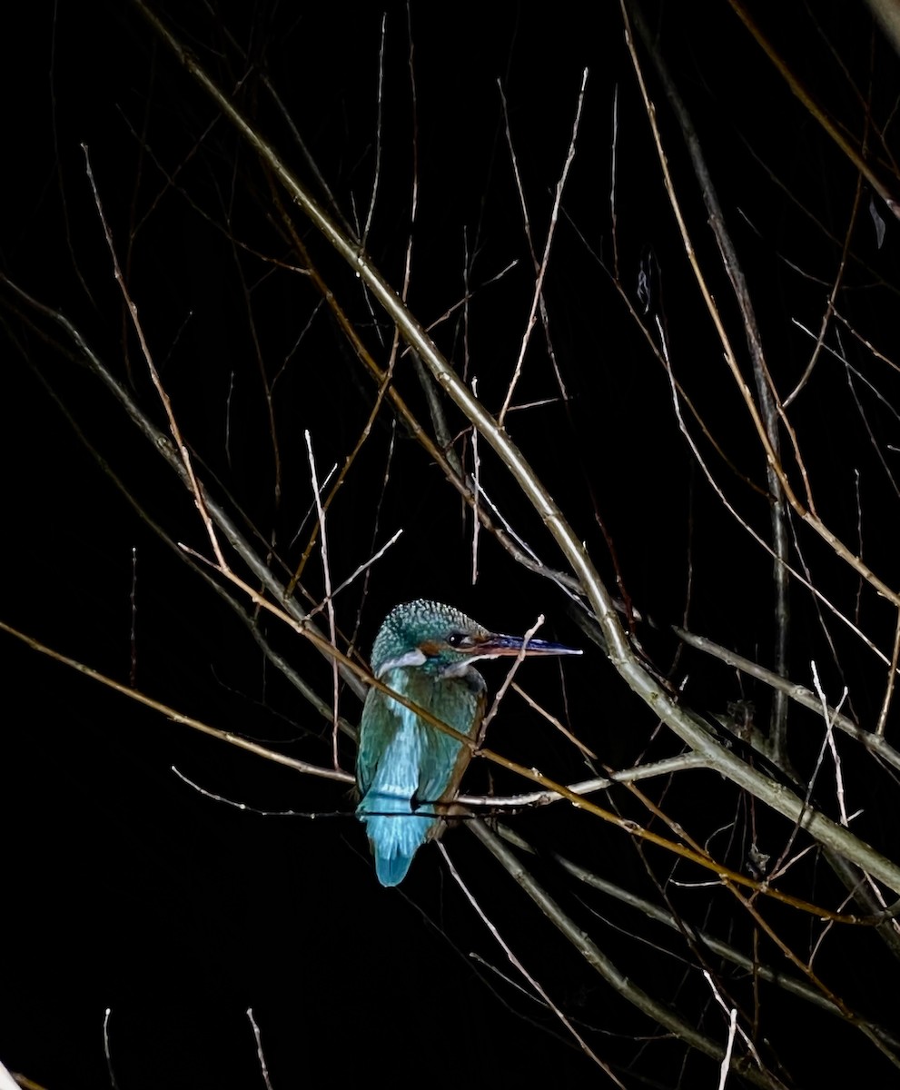 Common Kingfisher - ML646577062