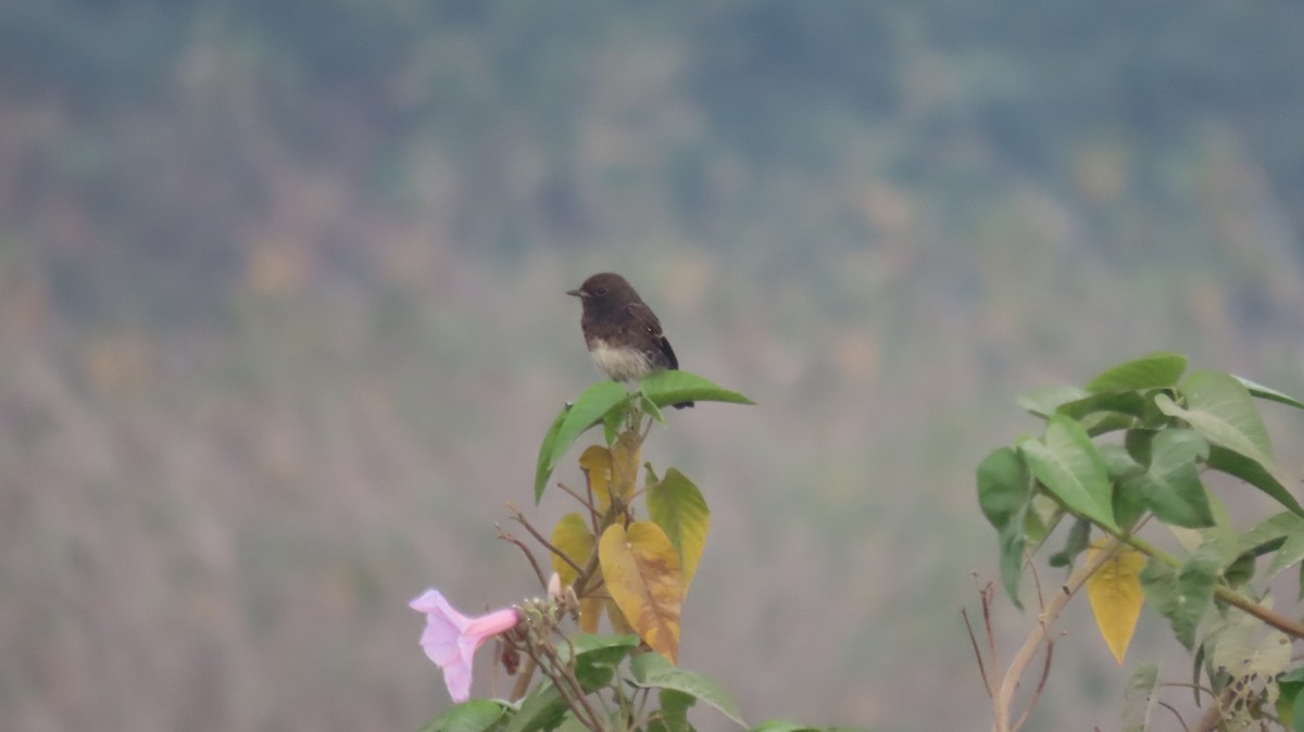 Pied Bushchat - ML646577063