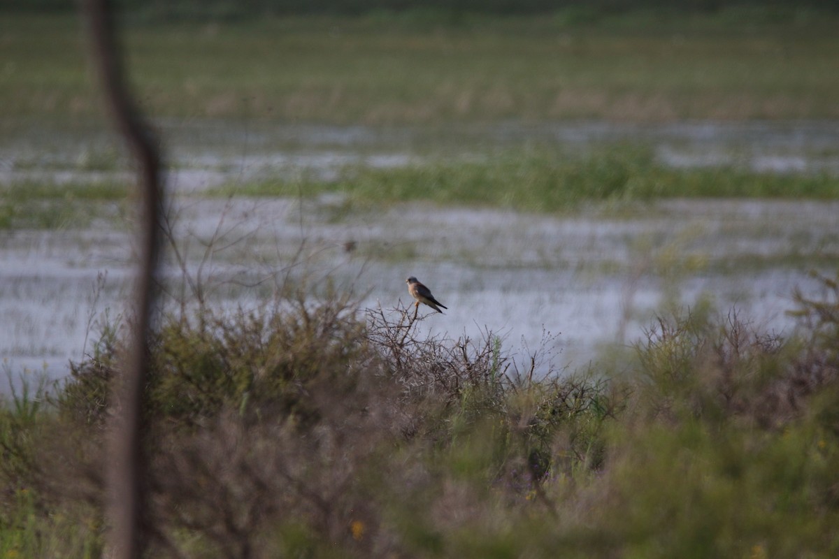 Lesser Kestrel - ML646577064