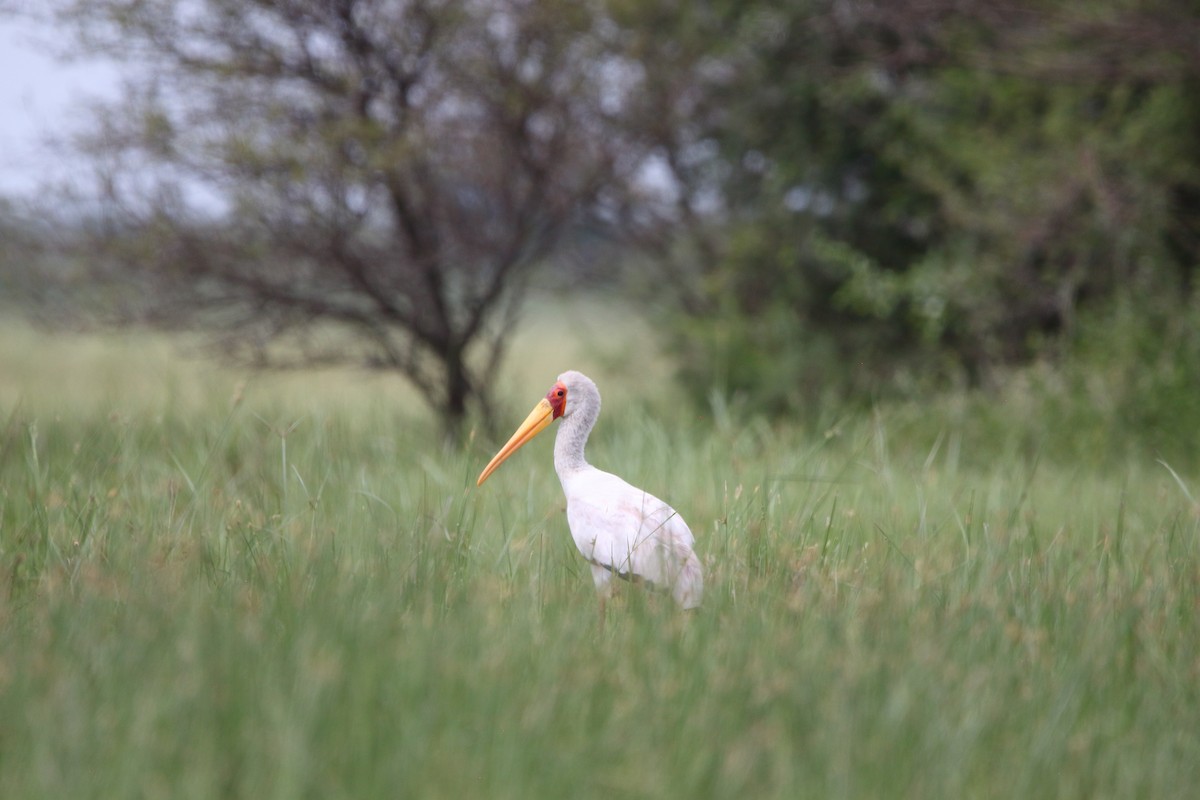 Yellow-billed Stork - ML646577066