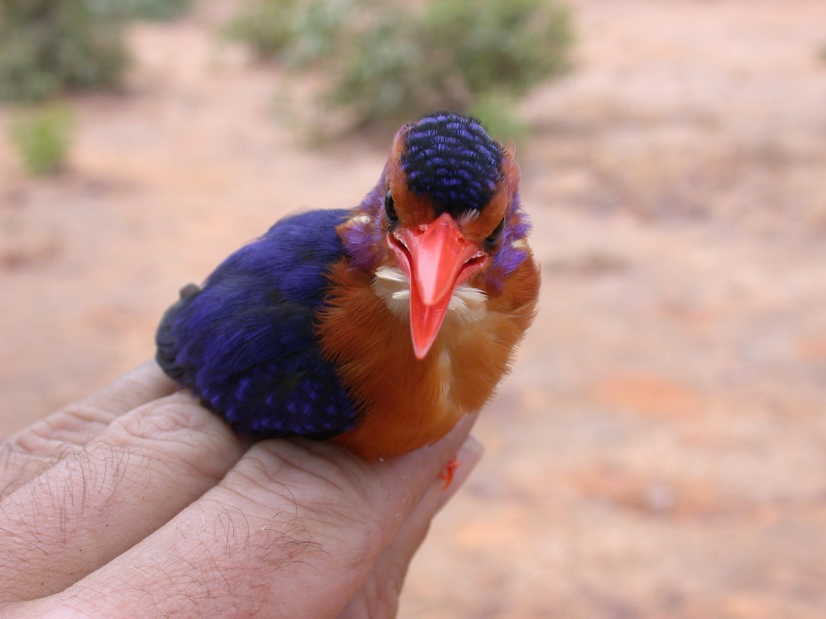 African Pygmy Kingfisher - ML646577069