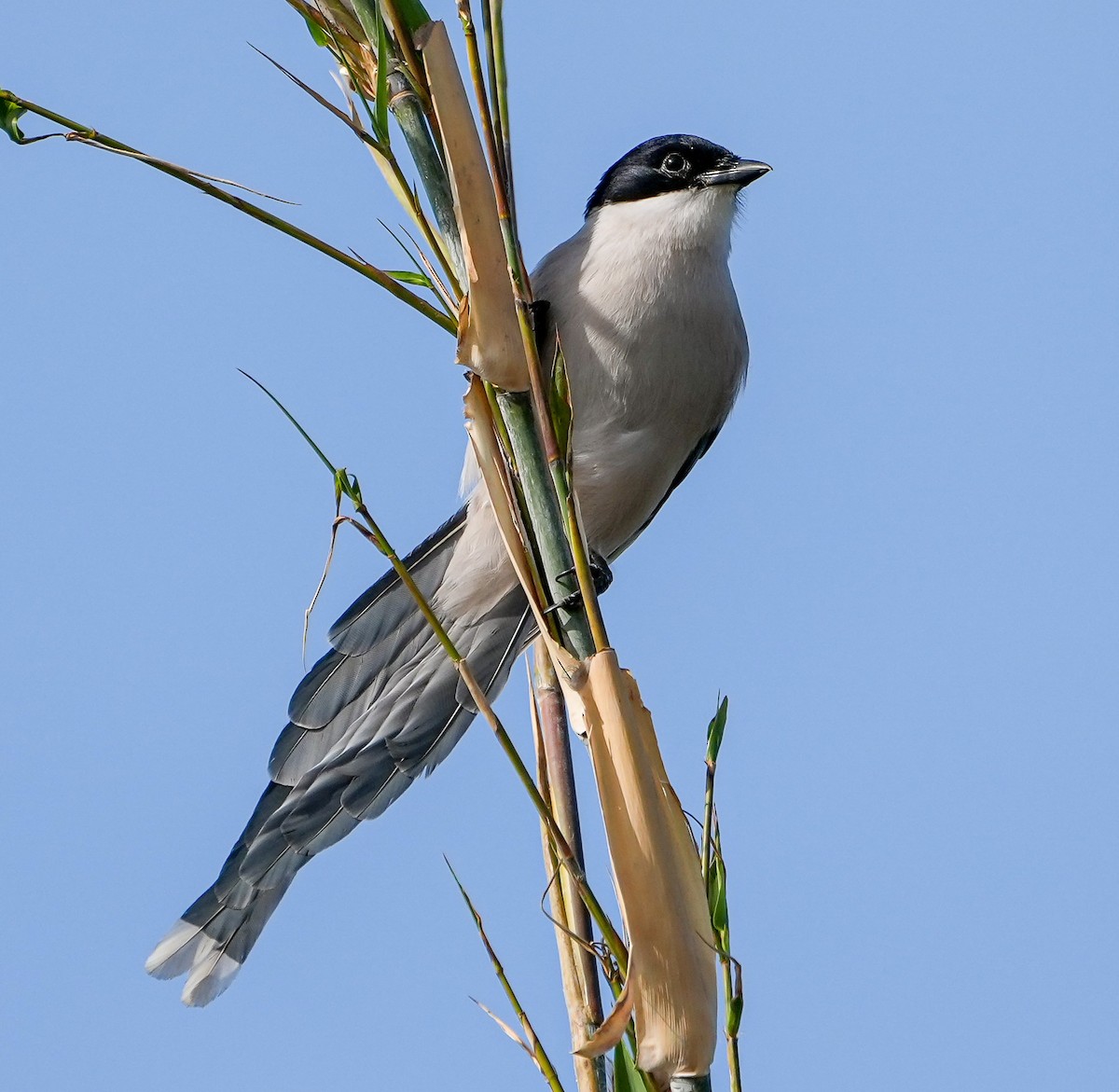 Azure-winged Magpie - ML646577070