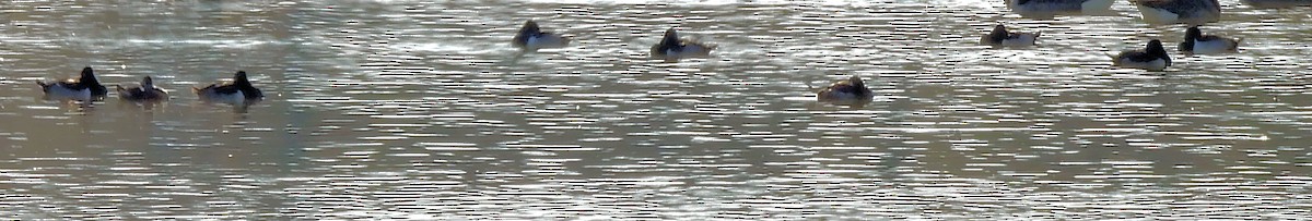 צחראש אדמוני - ML646577071