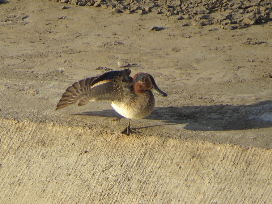 Чирянка мала - ML646577072