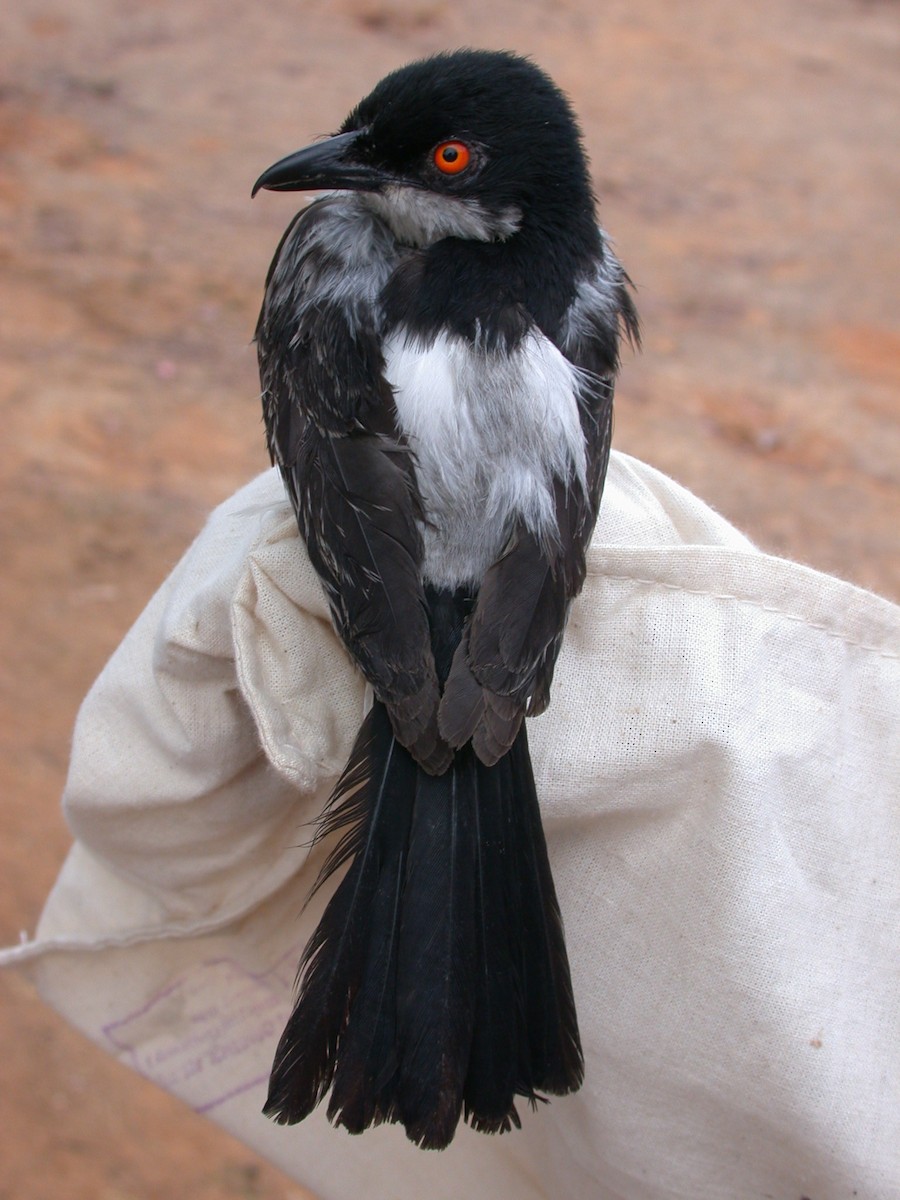 Northern Puffback - ML646577074