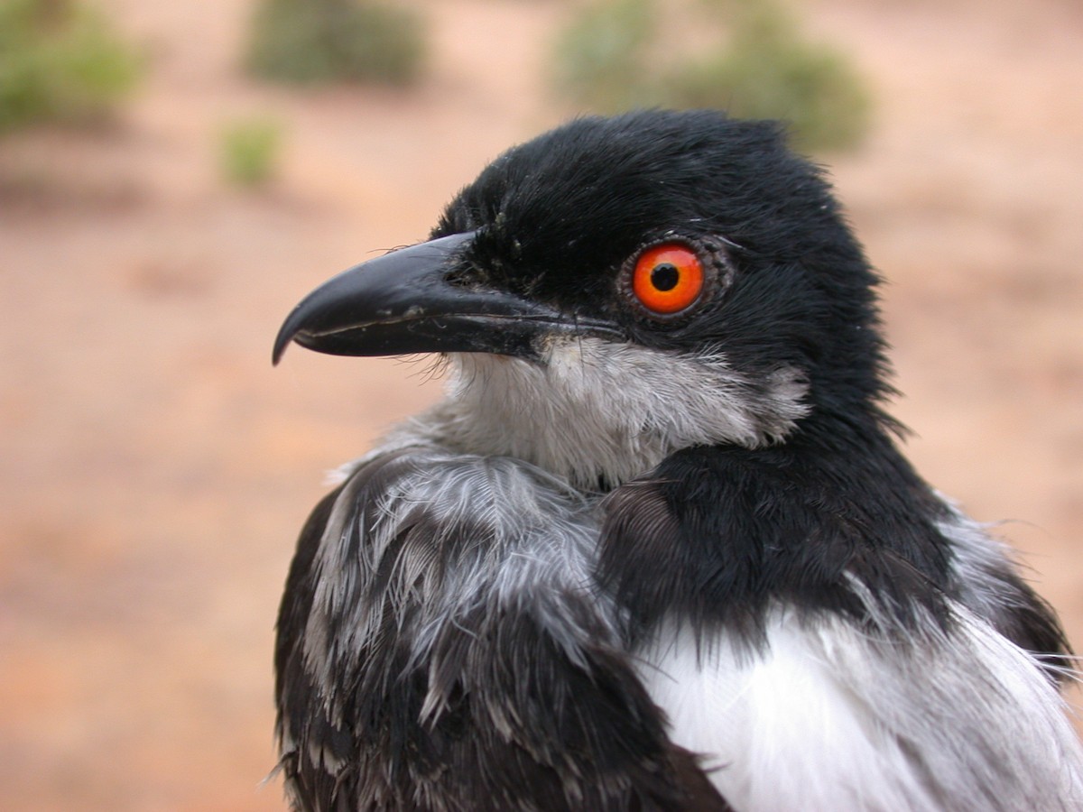 Northern Puffback - ML646577075