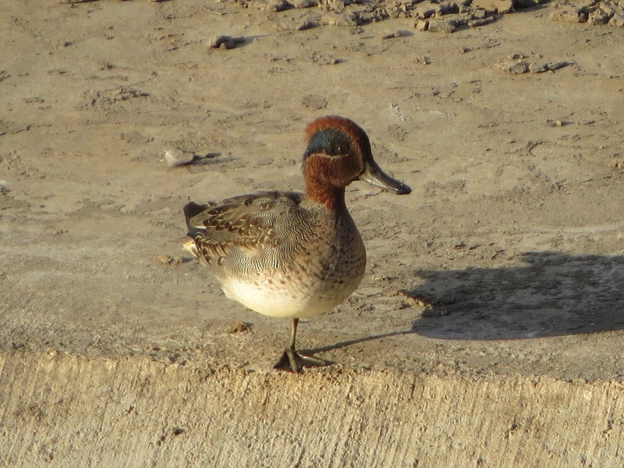 Чирянка мала - ML646577078