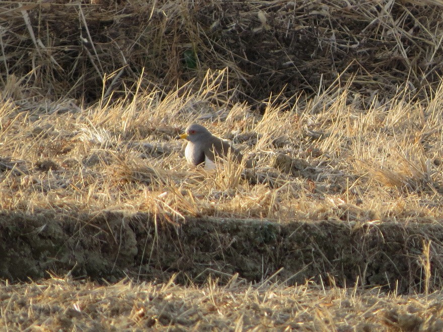 Чайка сіра - ML646577080